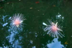 早朝の海面に浮かぶサガリバナの花