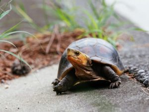 天然記念物に指定されたセマルハコガメ