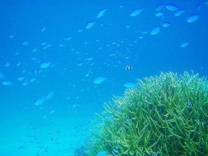 小浜島の透明度抜群の海