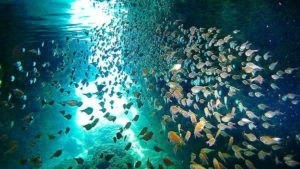 青の洞窟に生息する熱帯魚