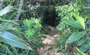 西表島のジャングルに住むイリオモテヤマネコ探検