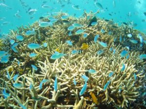 まるで天然の水族館のような小浜島の海の中