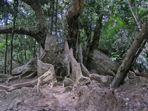 古見のサキシマスオウノキ