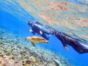 西表島の海でウミガメと一緒に泳ぐ人