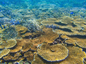 西表島周辺の海に広がるカラフルサンゴ