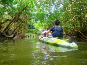 マングローブの木々が雨を遮るカヤック体験