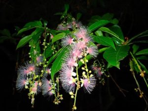 宮古島 季節限定の一夜花 サガリバナ とは 沖縄トリップ 沖縄最大級のアクティビティ予約サイト