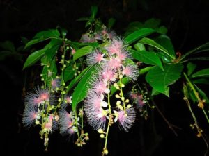 西表島の満天のサガリバナ