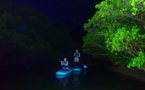 西表島の夜のマングローブSUP体験
