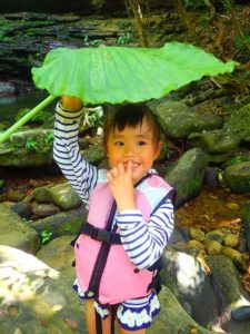 クワズイモの葉で雨宿りをする女児