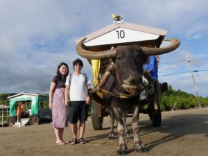 水牛車で由布島観光するカップル
