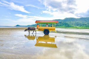 西表島から水牛車で由布島へ