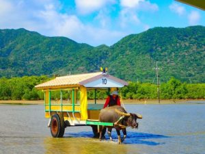 のんびりと一人旅で由布島水牛車観光