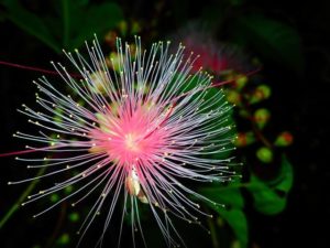 花火のように美しいサガリバナの花