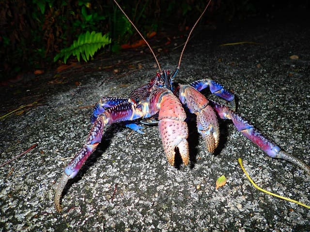 宮古島の夜のヤシガニ