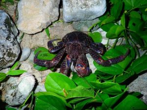 西表島 ヤシガニとは 人気ツアーもご紹介 沖縄トリップ 西表島 ヤシガニとは 人気ツアーもご紹介 沖縄トリップ