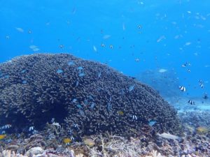 手つかずの海が残る内パナリ・外パナリ