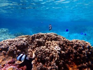 熱帯魚やサンゴ礁がたくさん生息する小浜島の海