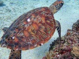 宮古島のウミガメ