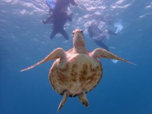 宮古島のウミガメシュノーケリング