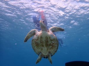 バラス島周辺でウミガメシュノーケリング