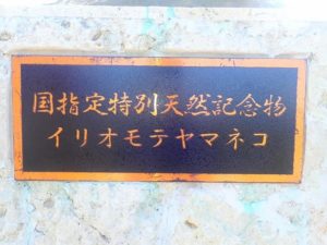 国指定特別天然記念物に指定されたイリオモテヤマネコ