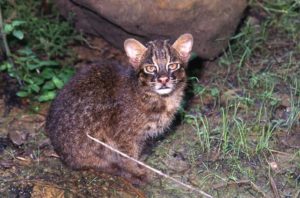 西表島にしか生息しない絶滅危惧種のイリオモテヤマネコ