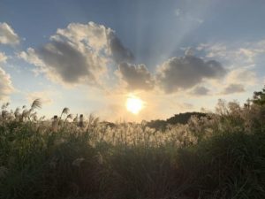 秋の西表島