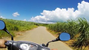 小浜島のサトウキビ畑をドライブ