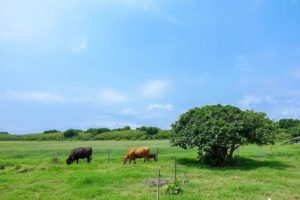 黒島で牛が放牧されている風景