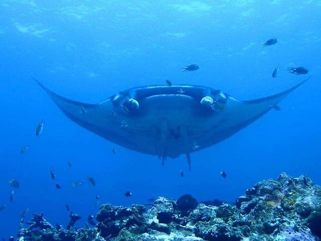 西表島の海で出会ったマンタ