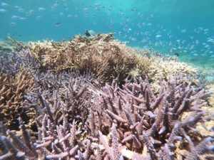 宮古島の海に生息する珊瑚礁と熱帯魚