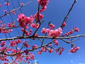 早咲きの桜