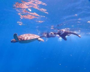 石垣島でウミガメと一緒に海を泳ぐ