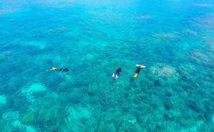 石垣島の透明な海でシュノーケリングをする人達