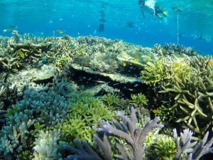 宮古島の綺麗な海に生息する珊瑚礁
