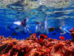 小浜島のシュノーケリングで海中水族館を満喫