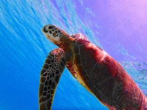 小浜島の海で出会えるウミガメ