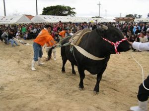 西表島の近くの黒島で行われる牛祭り