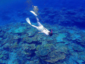 透明度抜群の西表島の海でサンゴ礁を観察