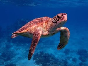 宮古島の海に生息するウミガメ