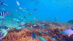 石垣島で400種類見られるサンゴ礁