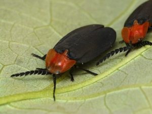 西表島に生息するオオシママドボタル