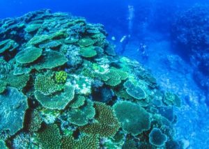 西表島の海に生息する珊瑚礁