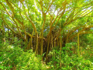 神秘的なマングローブの木