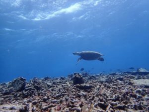 バラス島付近に姿を現すウミガメ