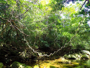 西表島の亜熱帯原生林