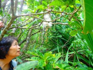 西表島のジャングルでサガリバナを観察
