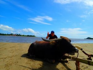 由布島で休憩している水牛