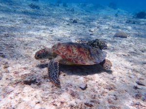 石垣島のウミガメ